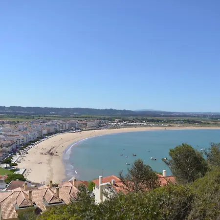 Palm Tree * סאו מרטיניו דו פורטו